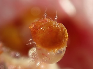 P3137305a.jpg